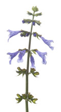 Lyreleaf Sage