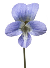 Common Blue Violet