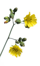 Oriental False Hawksbeard