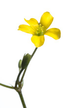 Creeping Woodsorrel