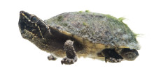 Common Musk Turtle