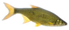 Golden Shiner