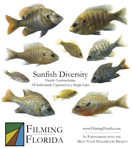 Sunfish Diversity - Family Centrarchidae