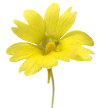 Yellow Butterwort