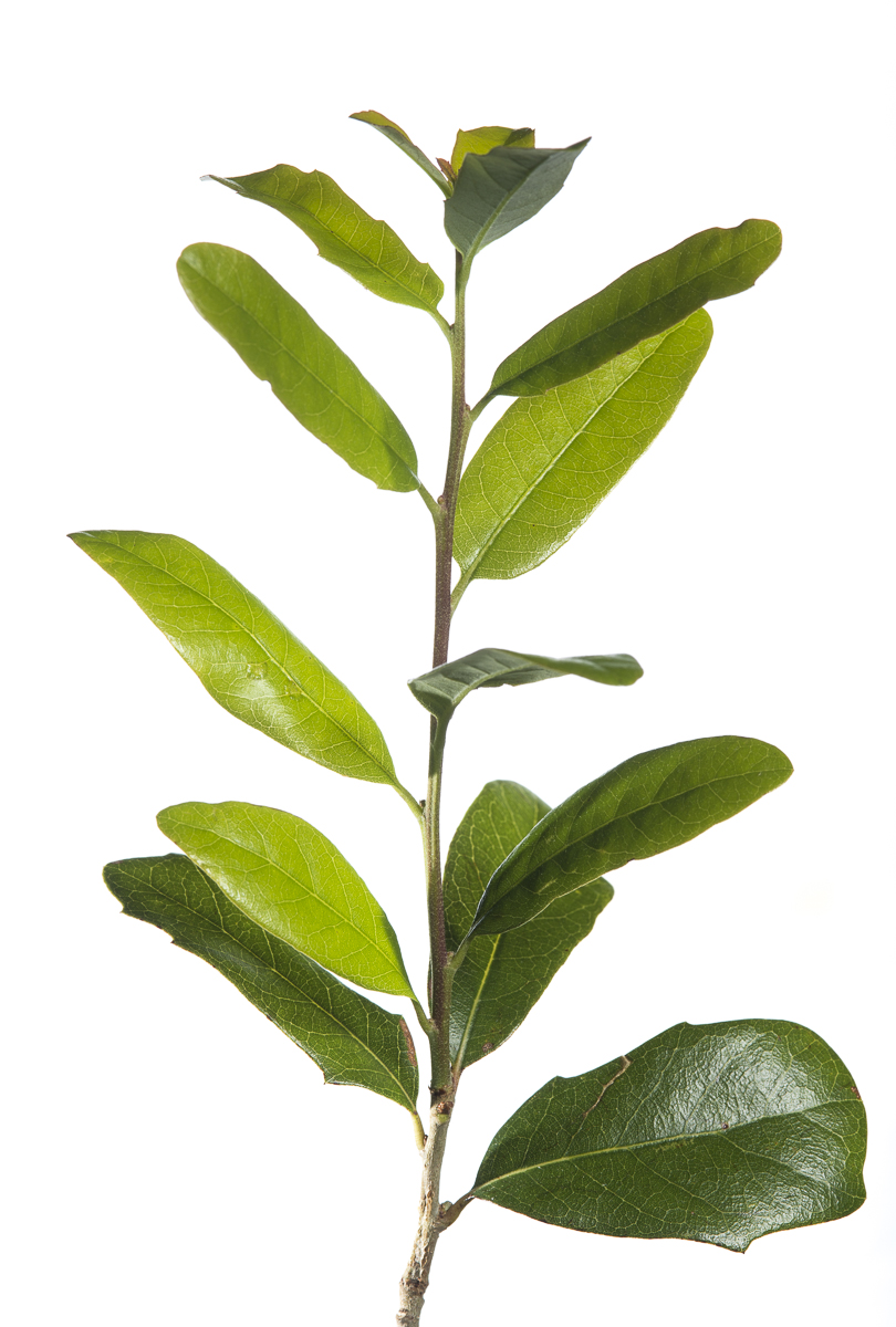 Laurel Oak