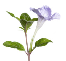 Carolina Wild Petunia