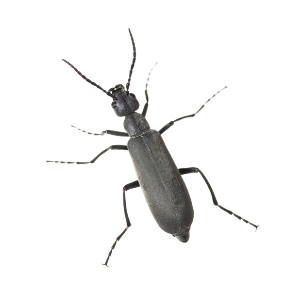 Florida Blister Beetle (Epicauta floridensis)