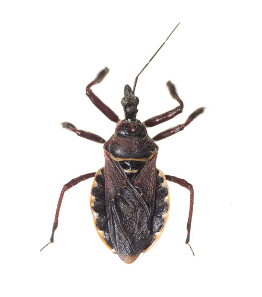 Bee Killer Assassin Bug (Apiomerus floridensis)