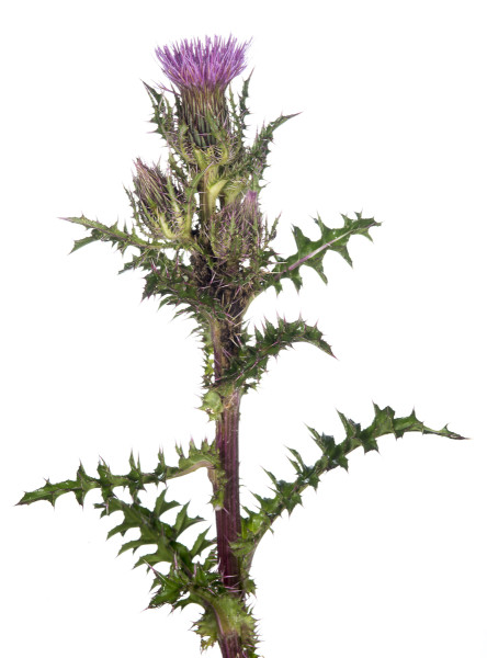 Yellow (Purple) Thistle (Cirsium horridulum)