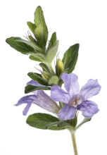 Oblong Snakeherb