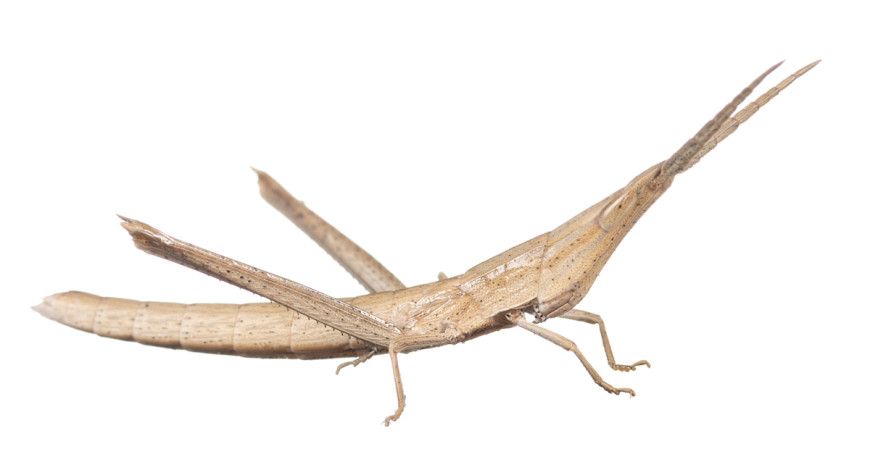 Long-headed Toothpick Grasshopper (Achurum carinatum)