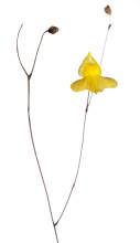 Zigzag Bladderwort