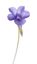 Small Butterwort