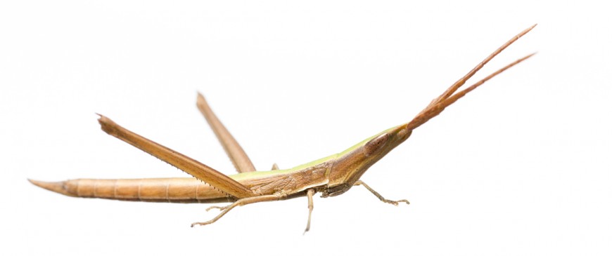 Long-headed Toothpick Grasshopper (Achurum carinatum)