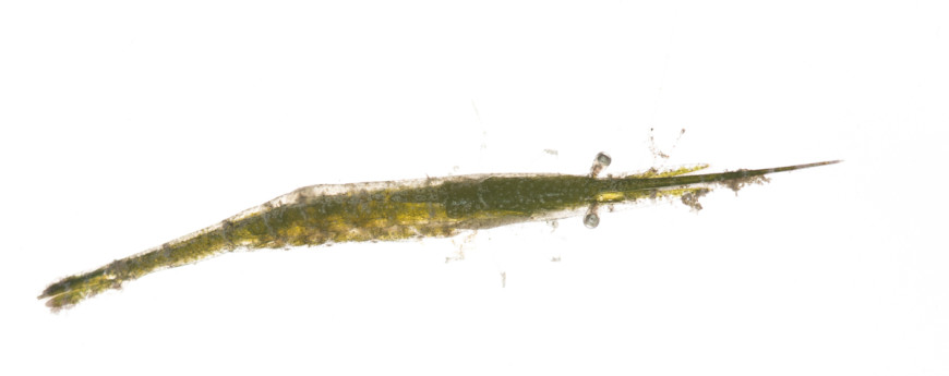Arrow Shrimp (Tozeuma carolinense)