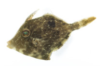 Fringed Filefish