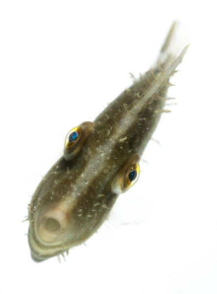 Fringed Filefish (Monacanthus ciliatus)