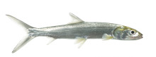 Ladyfish