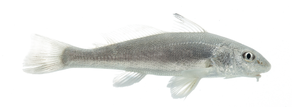 Gulf Kingfish