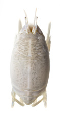 Atlantic Sand Crab