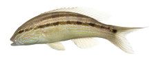 Sand Perch
