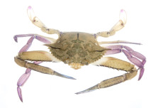 Iridescent Swimming Crab