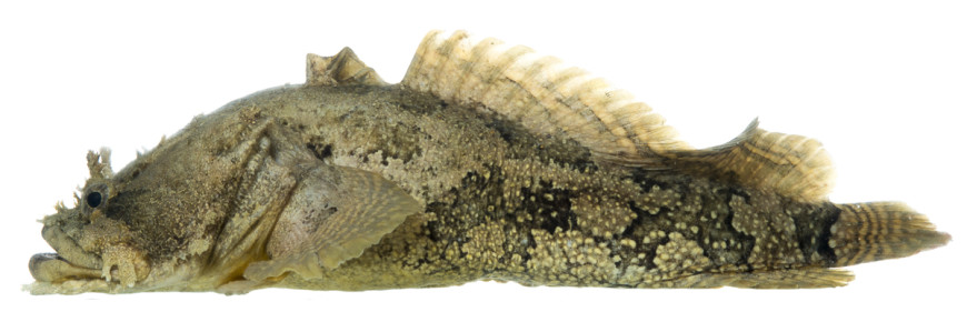 Gulf Toadfish (Opsanus beta)