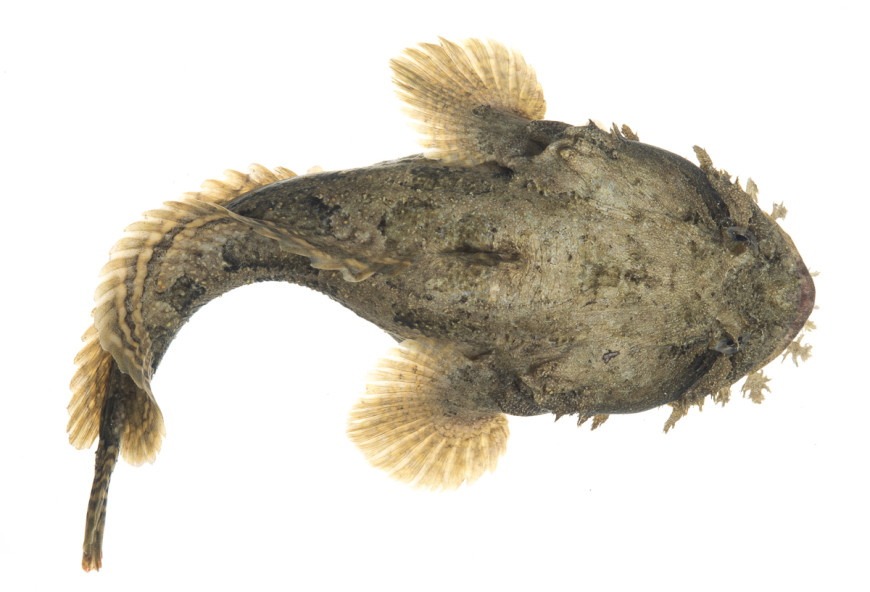 Gulf Toadfish (Opsanus beta)