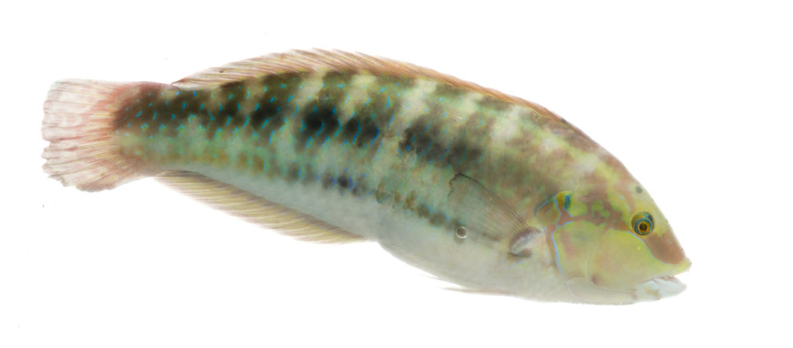 Slippery Dick