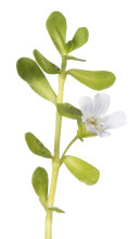 Herb of Grace