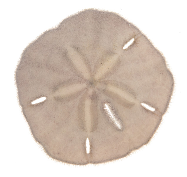 Keyhole Sand Dollar (Mellita tenuis)