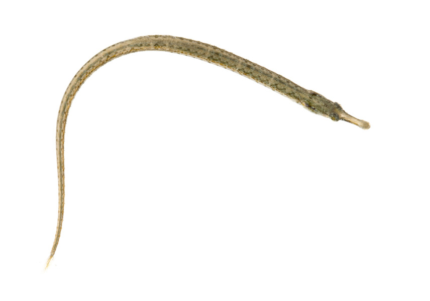 Chain Pipefish (Syngnathus louisianae)