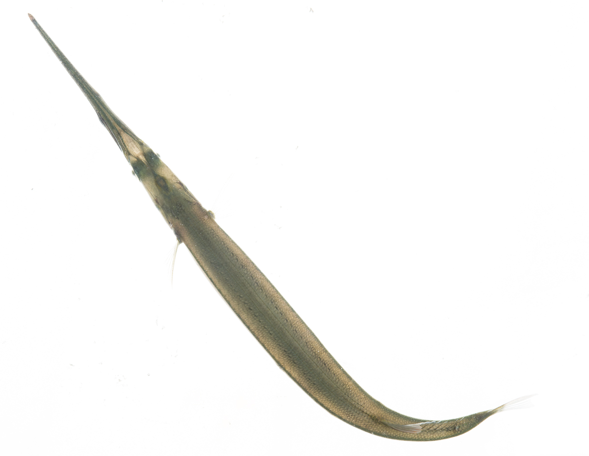 Redfin Needlefish