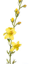 Piedmont Blacksenna