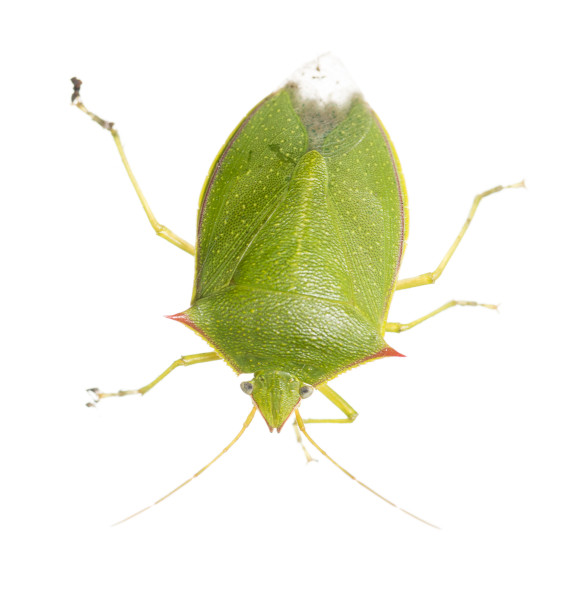 Spined Green Stink Bug (Loxa flavicollis)