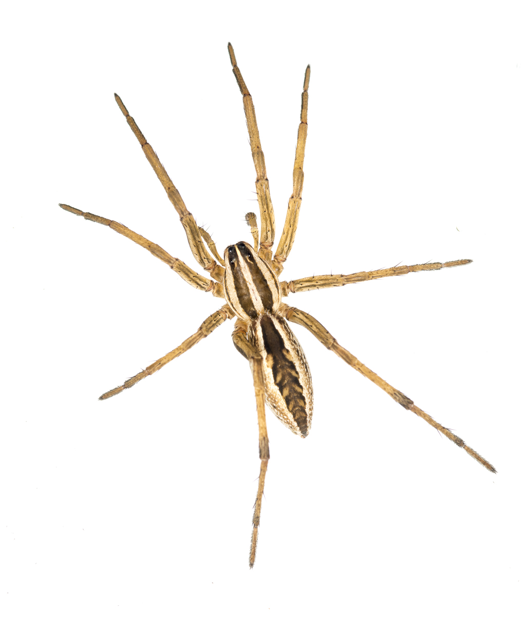 rabid wolf spider