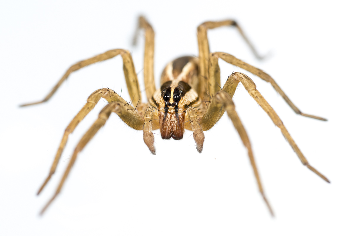 Rabid Wolf Spider