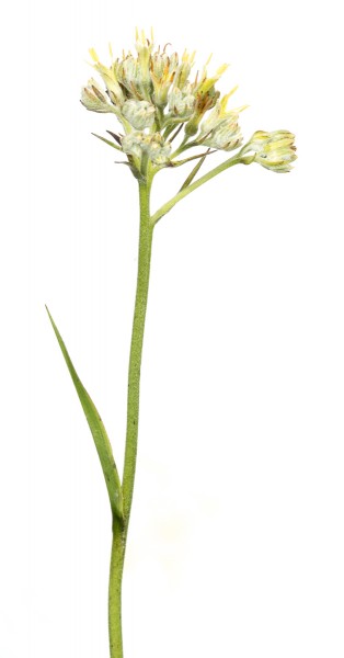 Carolina Redroot (Lachnanthes caroliana)