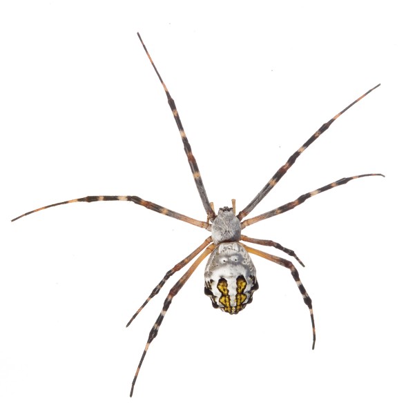 Florida Garden Spider (Argiope florida)