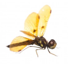 Eastern Amberwing