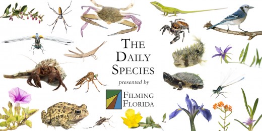 Montage of Daily Species.  