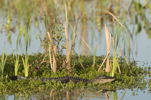 American Alligator (Alligator mississippiensis) laying in vegetation on edge of water.