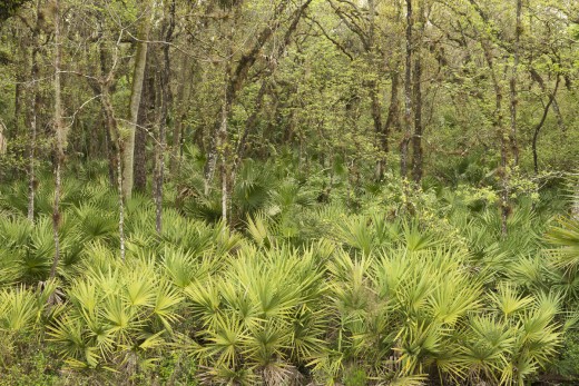 Spring in the swamp.  Tosohatchee Wildlife Management Area.