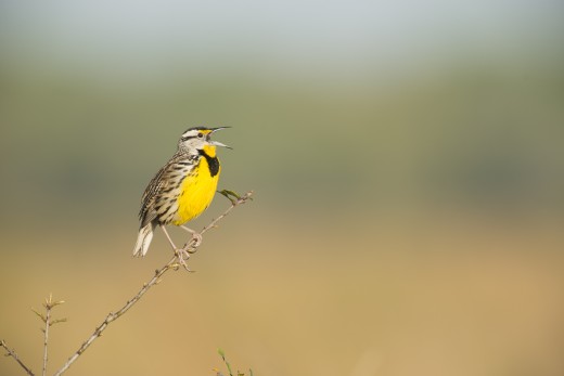 Eastern Meadowlark (Sturnella magna) singing.