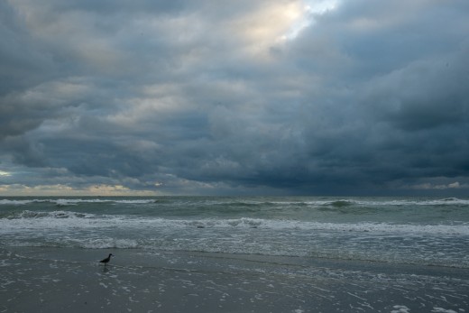 A Willet (Tringa semipalmata) feeds in the surf as a storm dumps rain offshore in the late afternoon.