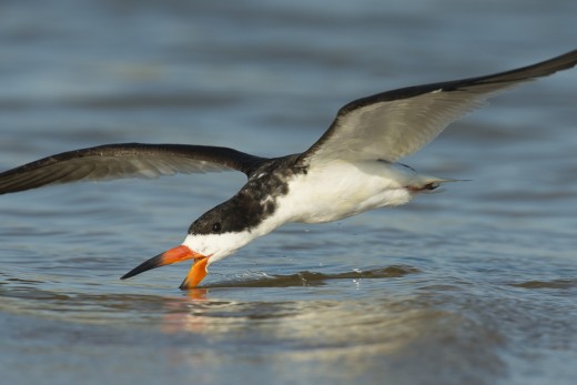 Black Skimmer feeding in surf at dusk.