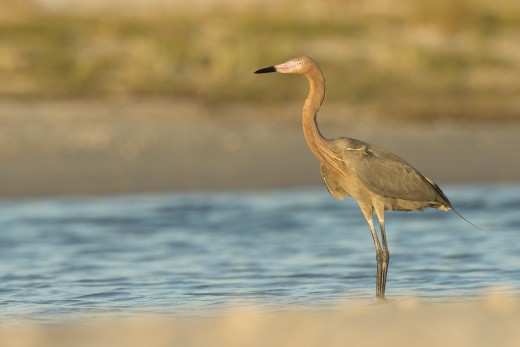 Reddish Egret (Egretta rufescens).