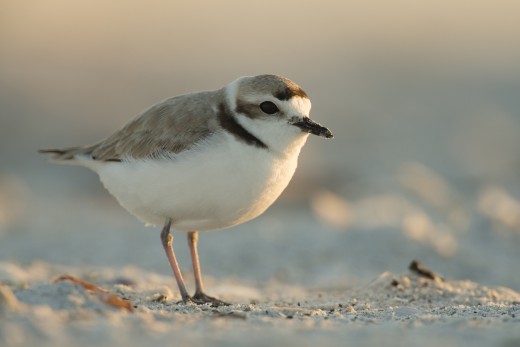 Snowy Plover (Charadrius nivosus) on the beach at dusk.  Little Gasparilla Island.