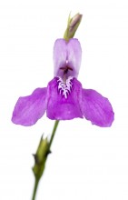Pineland Water-willow