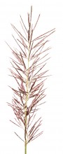 Sugarcane Plumegrass